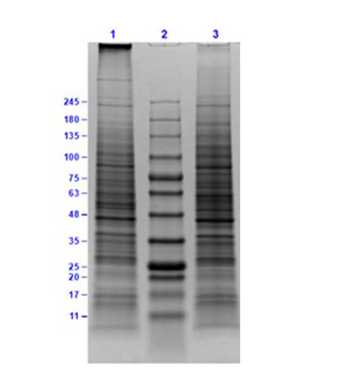 SDS-PAGE results of Daudi Whole Cell Lysate.<br />Lane 1: Daudi Whole Cell Lysate (10 μg) Reduced.<br />Lane 2: Opal Prestained Molecular Weight Markers.<br />Lane 3: Daudi Whole Cell Lysate (10 μg) Non-Reduced.<br />Results show wide range of molecular weight bands with no signs of degradation.